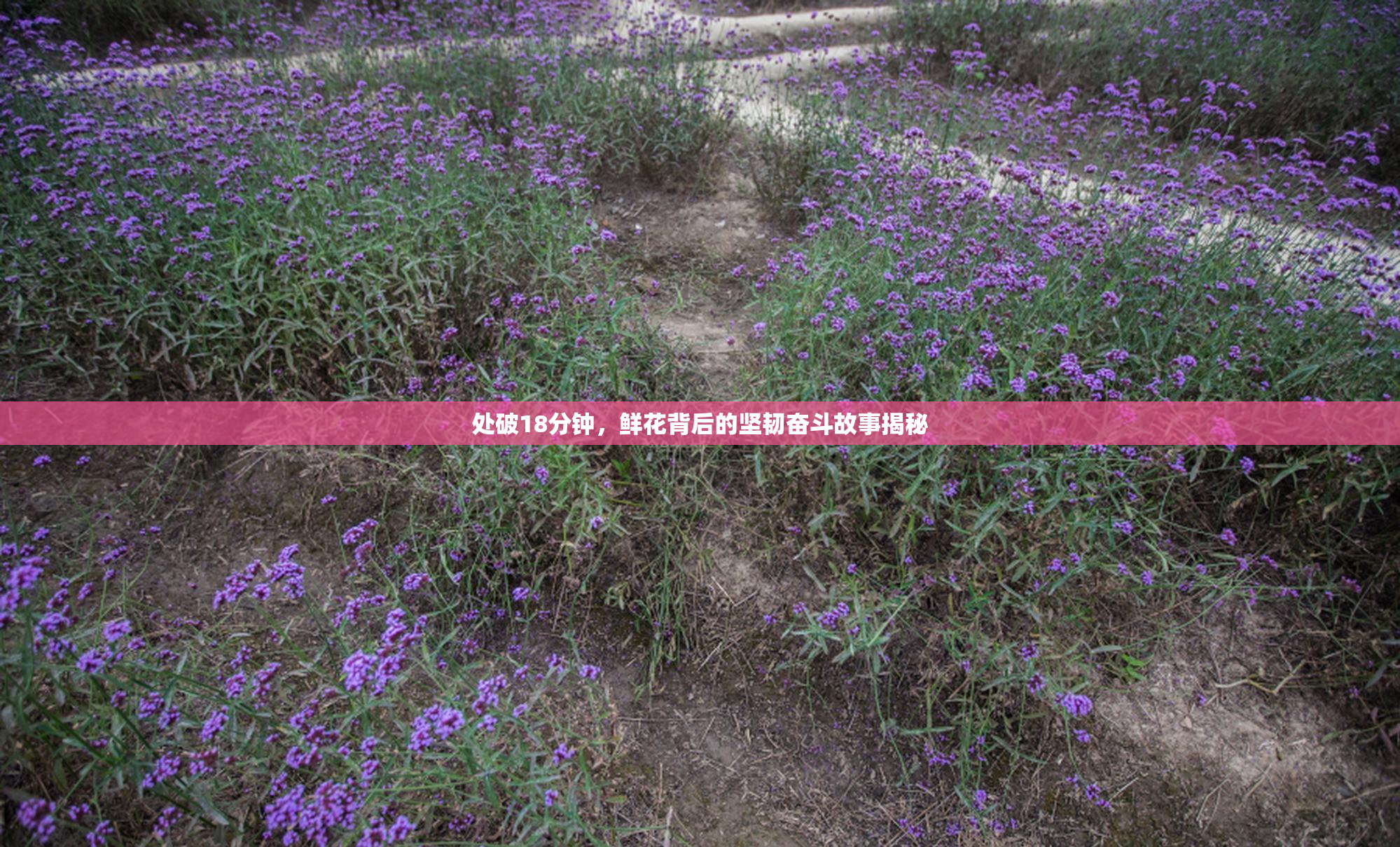 处破18分钟，鲜花背后的坚韧奋斗故事揭秘