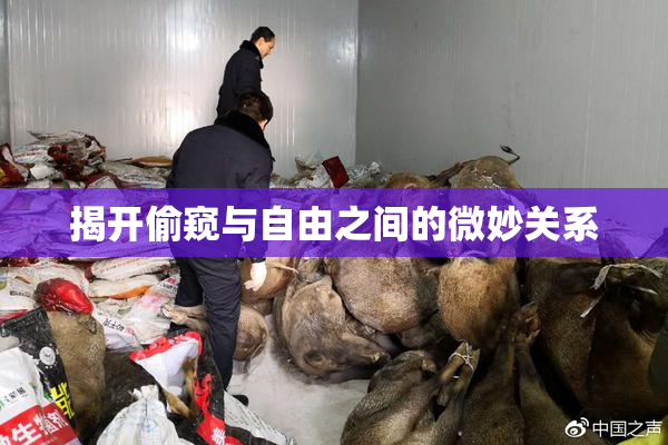 揭开偷窥与自由之间的微妙关系