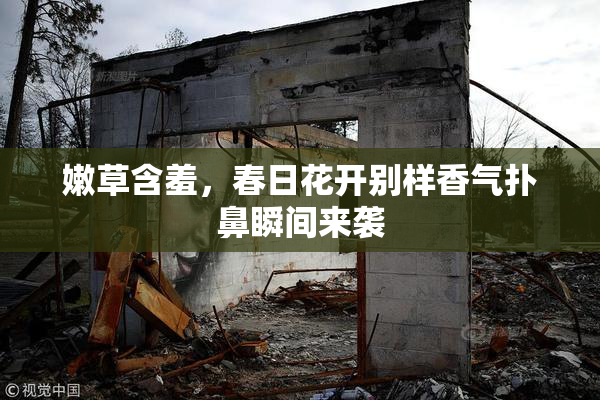 嫩草含羞，春日花开别样香气扑鼻瞬间来袭