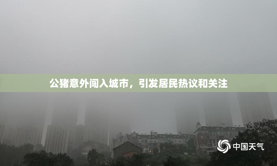 公猪意外闯入城市，引发居民热议和关注