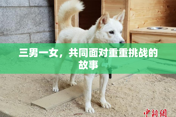 三男一女，共同面对重重挑战的故事