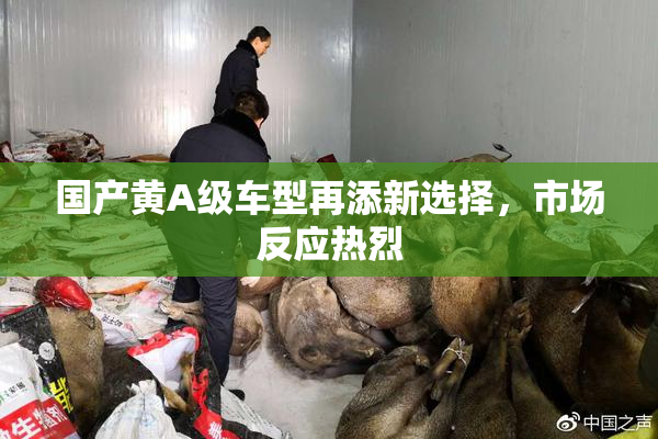 国产黄A级车型再添新选择，市场反应热烈