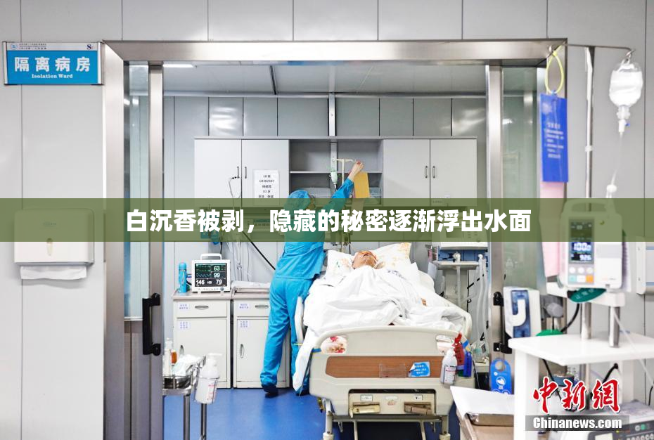 白沉香被剥，隐藏的秘密逐渐浮出水面