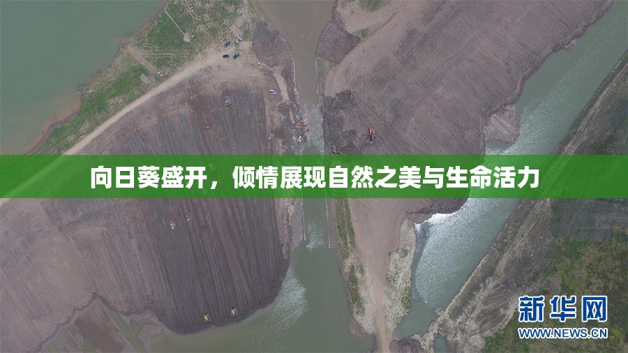 向日葵盛开，倾情展现自然之美与生命活力