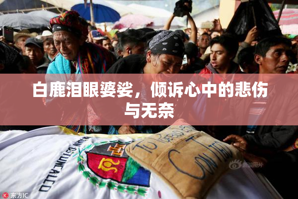 白鹿泪眼婆娑，倾诉心中的悲伤与无奈