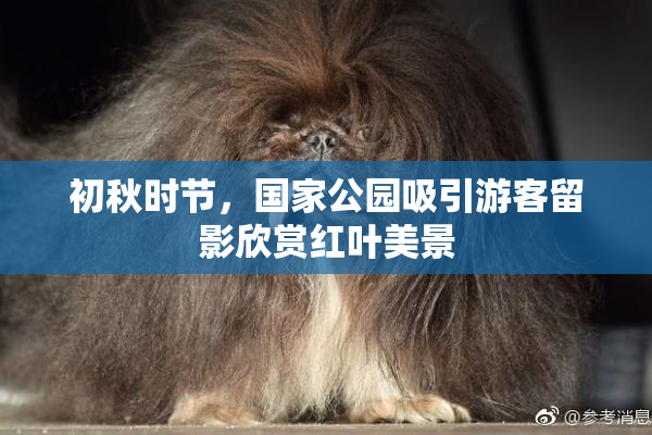 初秋时节，国家公园吸引游客留影欣赏红叶美景