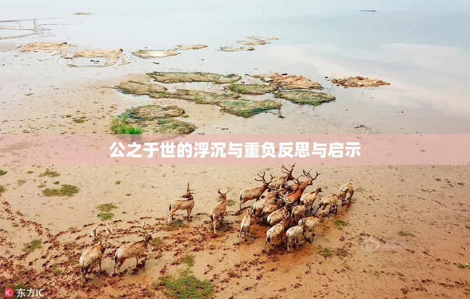 公之于世的浮沉与重负反思与启示