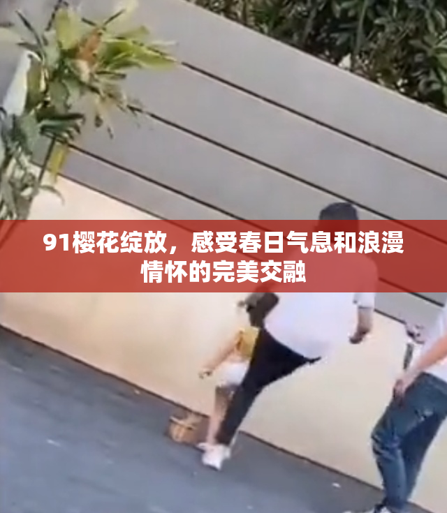91樱花绽放，感受春日气息和浪漫情怀的完美交融