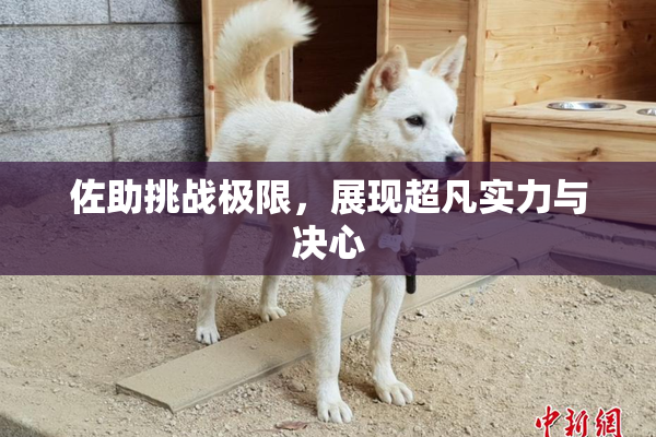 佐助挑战极限，展现超凡实力与决心