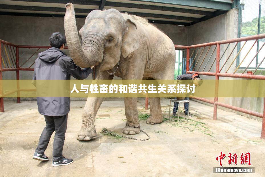 人与牲畜的和谐共生关系探讨
