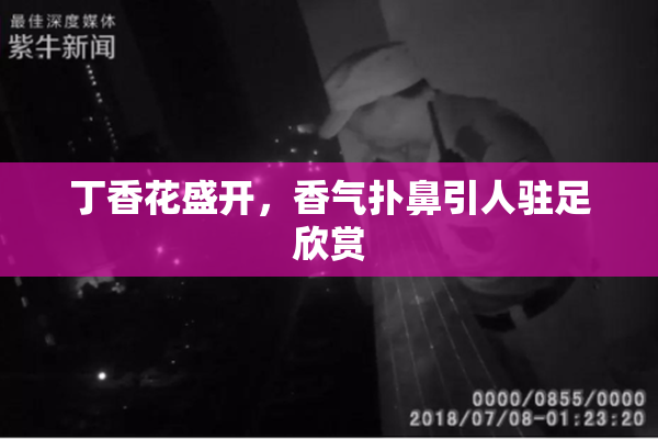 丁香花盛开，香气扑鼻引人驻足欣赏