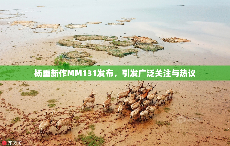 杨重新作MM131发布，引发广泛关注与热议