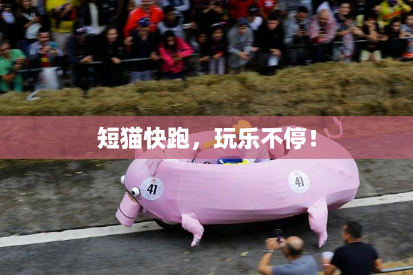 短猫快跑，玩乐不停！