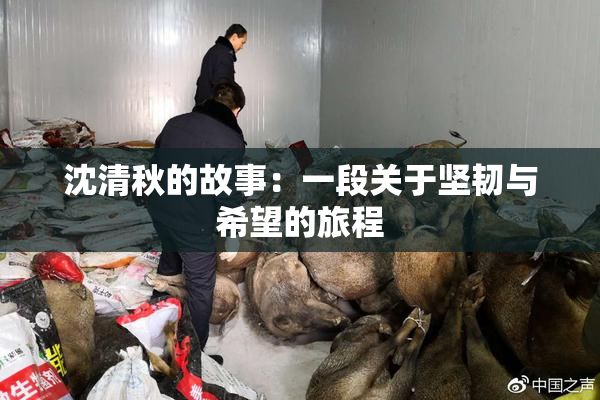 沈清秋的故事：一段关于坚韧与希望的旅程