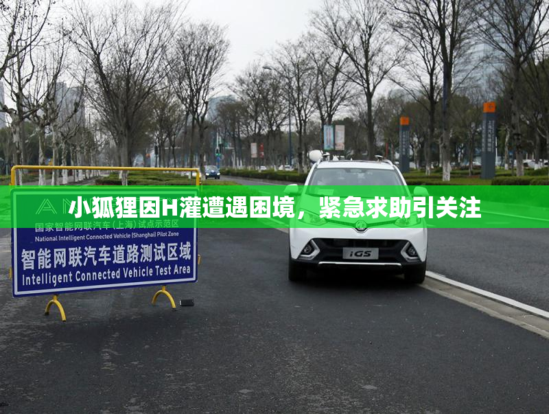 小狐狸因H灌遭遇困境，紧急求助引关注