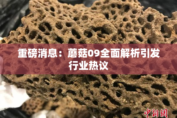 重磅消息：蘑菇09全面解析引发行业热议