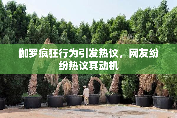 伽罗疯狂行为引发热议，网友纷纷热议其动机