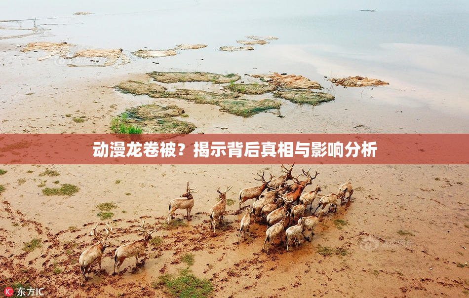 动漫龙卷被？揭示背后真相与影响分析