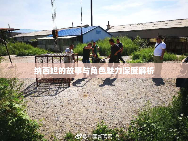 纳西妲的故事与角色魅力深度解析