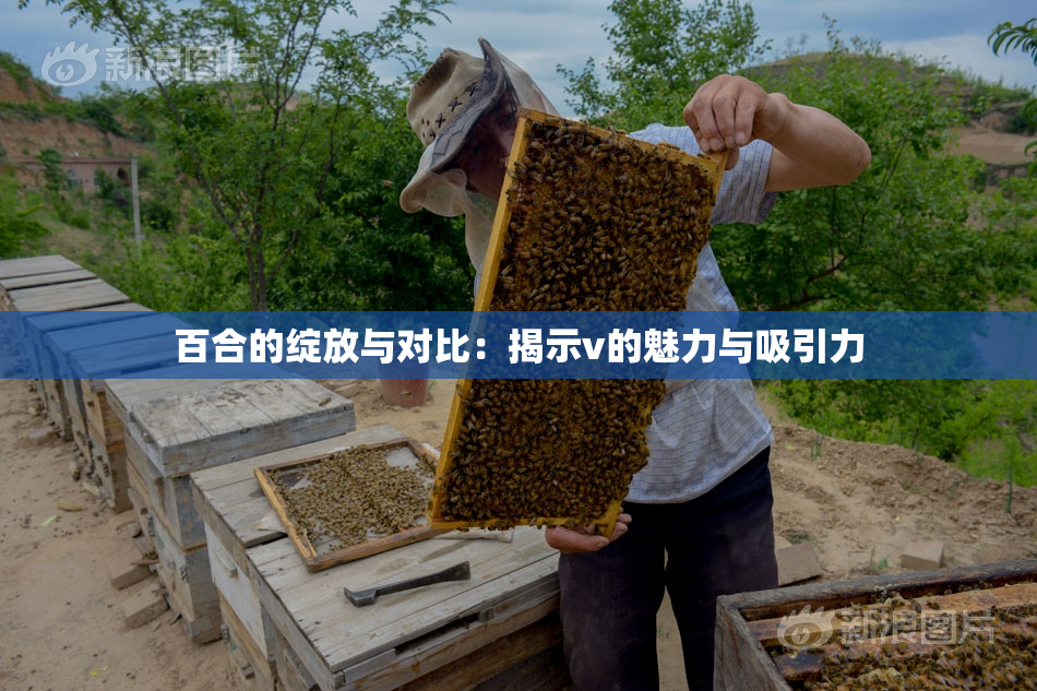 百合的绽放与对比：揭示v的魅力与吸引力