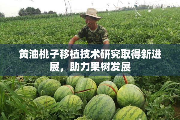 黄油桃子移植技术研究取得新进展，助力果树发展