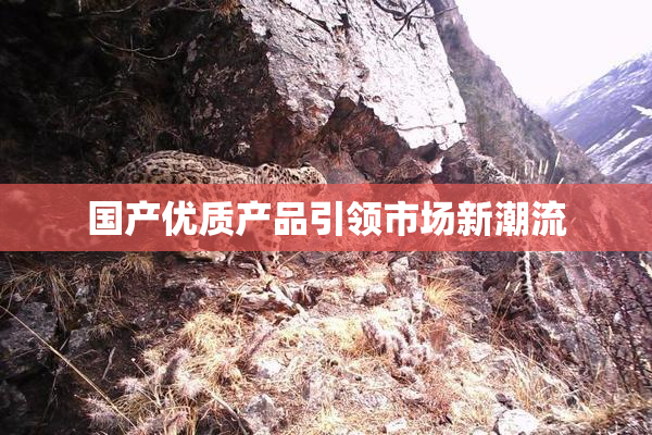 国产优质产品引领市场新潮流