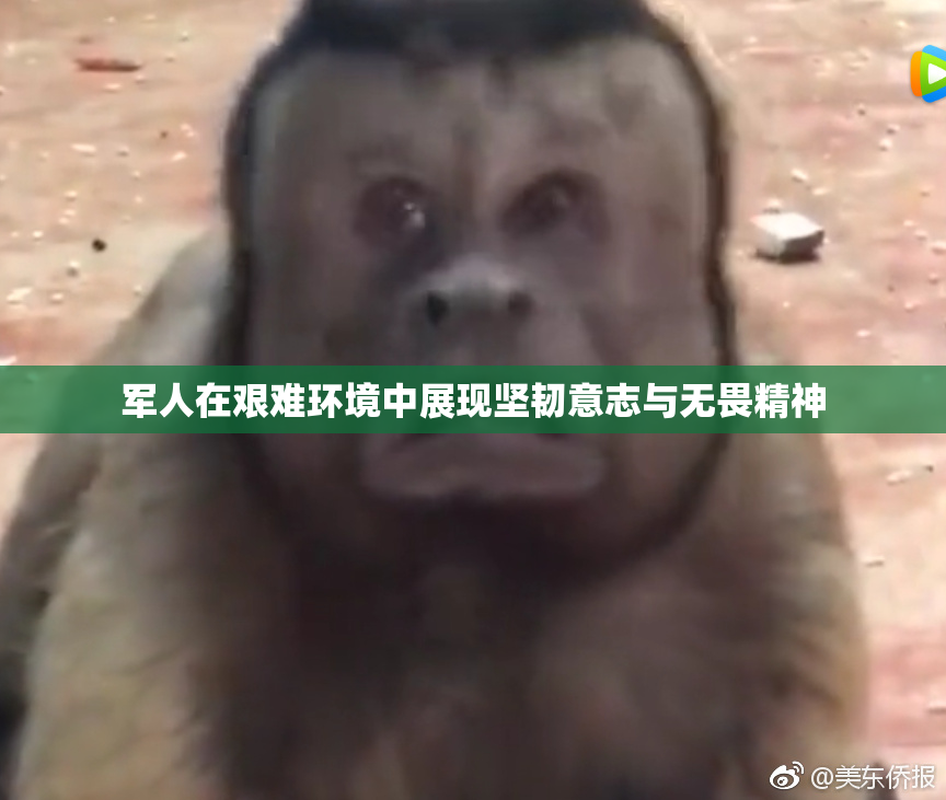军人在艰难环境中展现坚韧意志与无畏精神