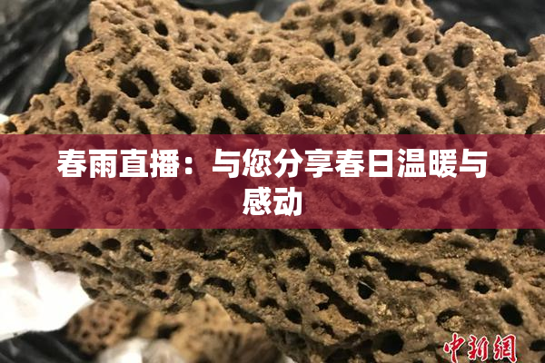 春雨直播：与您分享春日温暖与感动