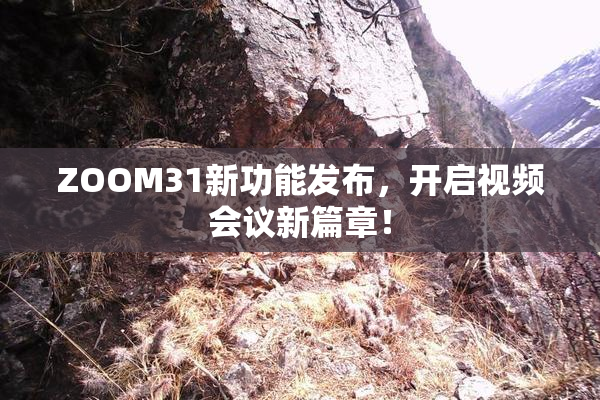 ZOOM31新功能发布，开启视频会议新篇章！
