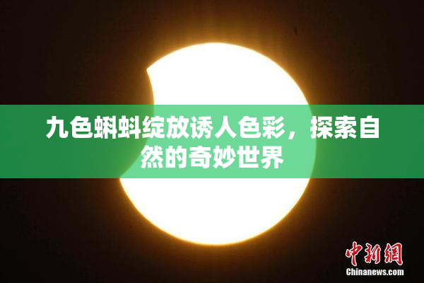 九色蝌蚪绽放诱人色彩，探索自然的奇妙世界