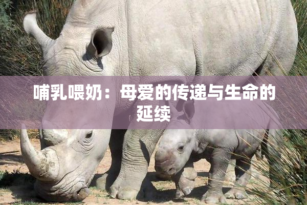 哺乳喂奶：母爱的传递与生命的延续
