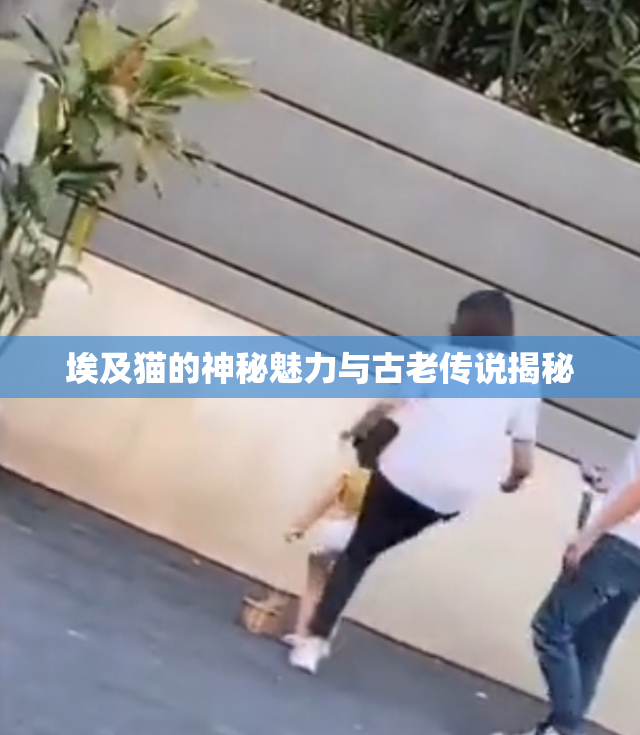 埃及猫的神秘魅力与古老传说揭秘