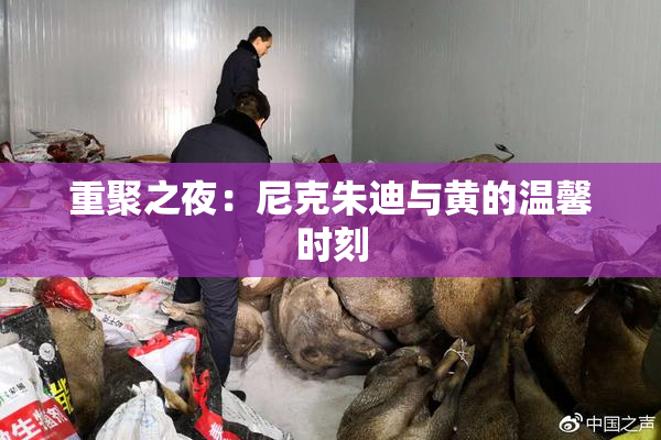 重聚之夜：尼克朱迪与黄的温馨时刻