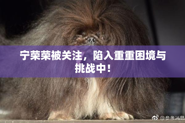 宁荣荣被关注，陷入重重困境与挑战中！