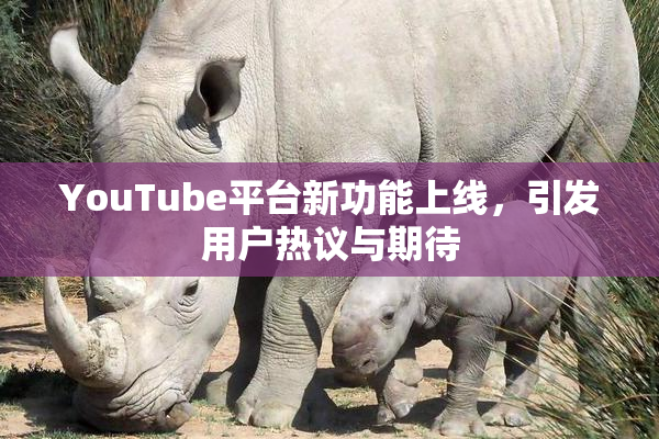 YouTube平台新功能上线，引发用户热议与期待