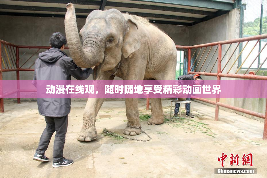 动漫在线观，随时随地享受精彩动画世界