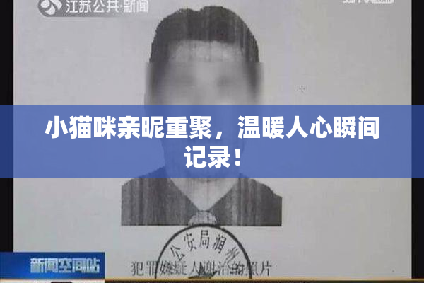 小猫咪亲昵重聚，温暖人心瞬间记录！