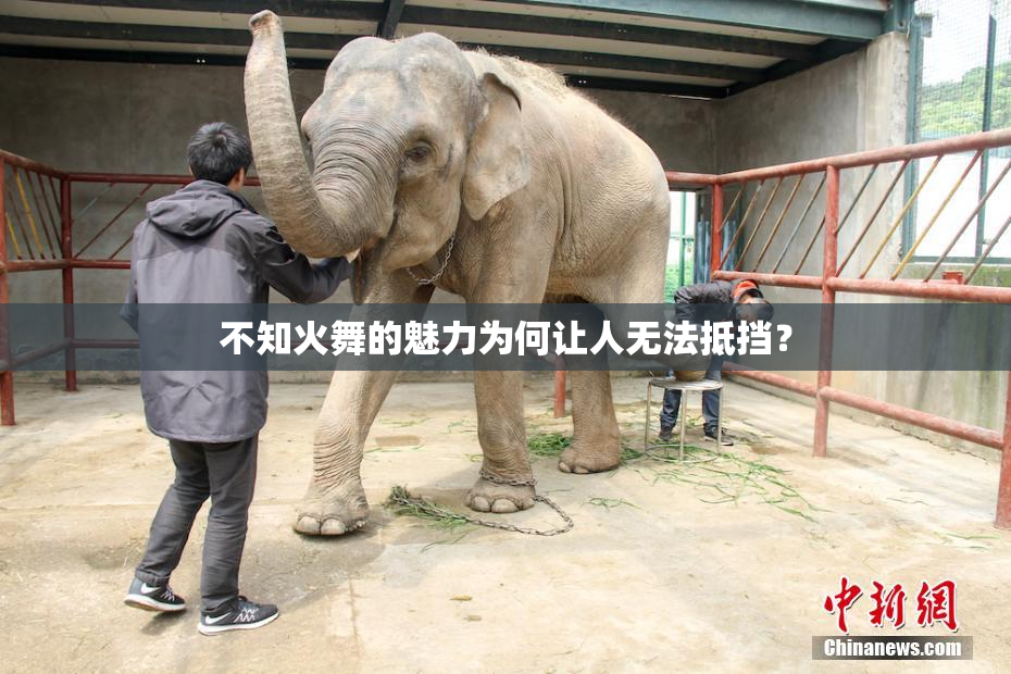不知火舞的魅力为何让人无法抵挡？