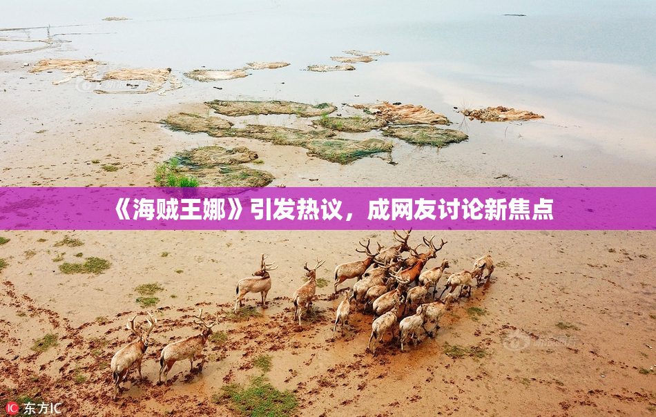 《海贼王娜》引发热议，成网友讨论新焦点