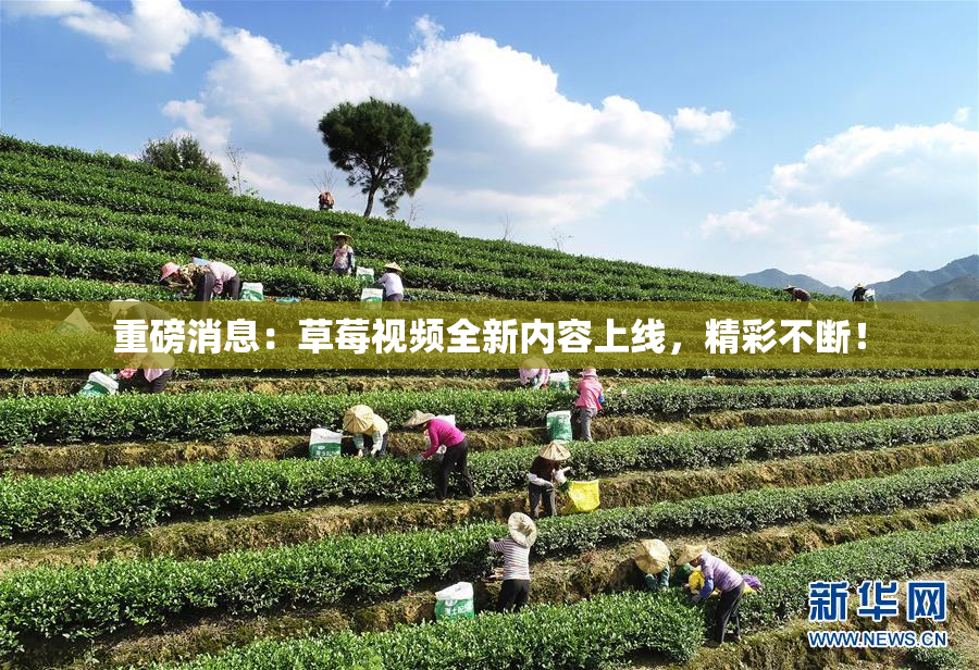 重磅消息：草莓视频全新内容上线，精彩不断！