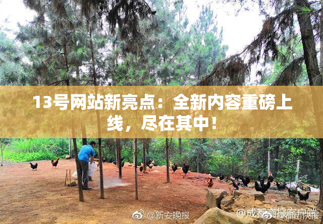 13号网站新亮点：全新内容重磅上线，尽在其中！
