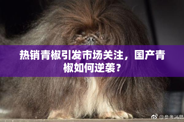 热销青椒引发市场关注，国产青椒如何逆袭？