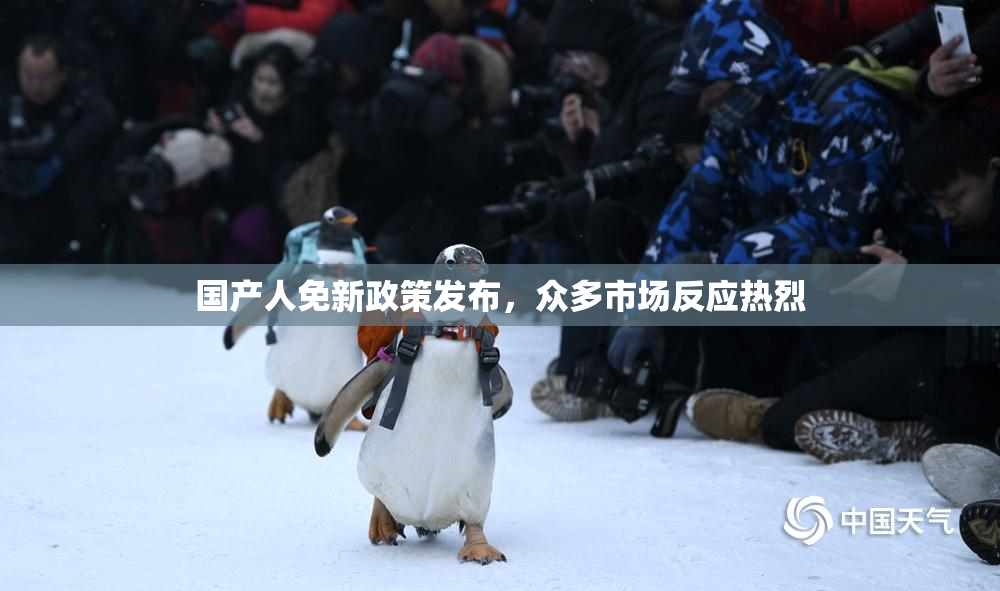 国产人免新政策发布，众多市场反应热烈
