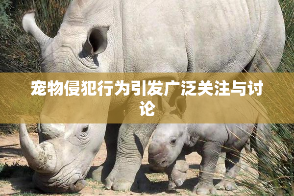 宠物侵犯行为引发广泛关注与讨论