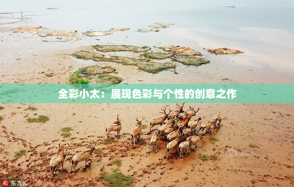 全彩小太：展现色彩与个性的创意之作