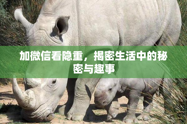 加微信看隐重，揭密生活中的秘密与趣事