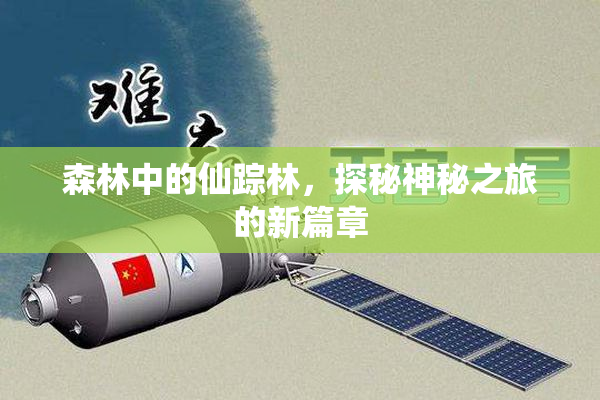森林中的仙踪林，探秘神秘之旅的新篇章