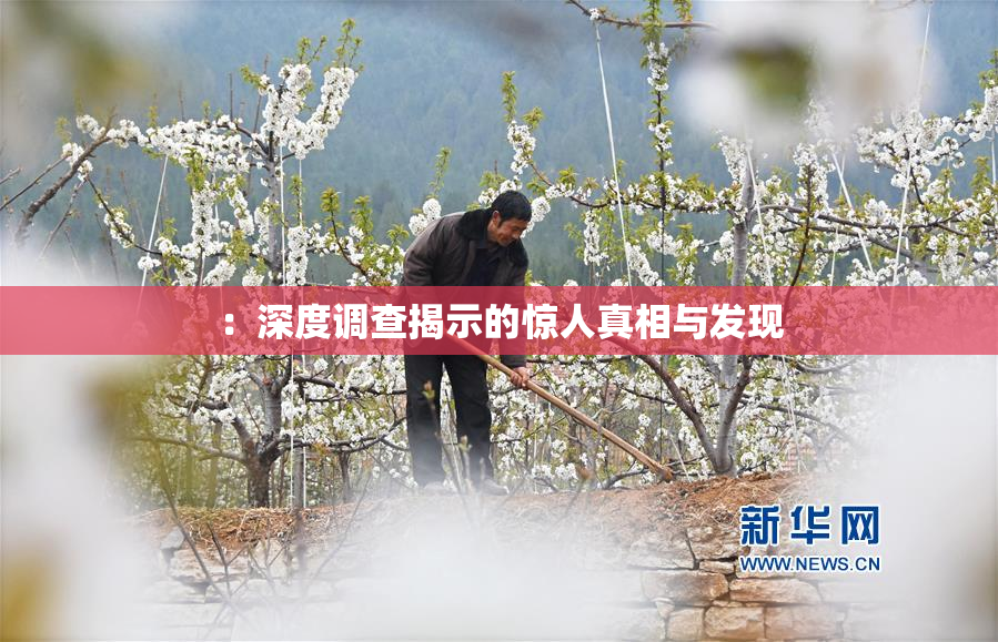 ：深度调查揭示的惊人真相与发现