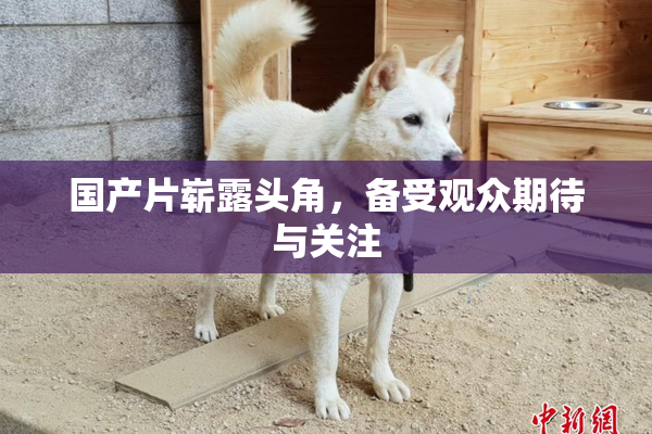 国产片崭露头角，备受观众期待与关注
