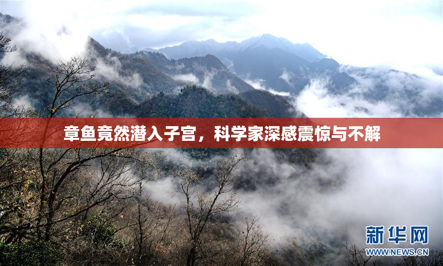 章鱼竟然潜入子宫，科学家深感震惊与不解